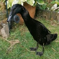Yorkshire Duck Lass
