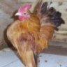 Shazzybird