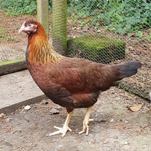 Partridge Leghorn hybrid_Eleanor.jpg