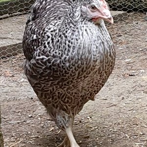 Speckledy hybrid_Sweep.jpg