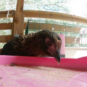 Cute chicken