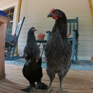 My beautiful Olive Eggers