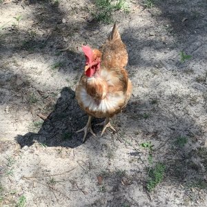 Naked Neck Chicken/Turken