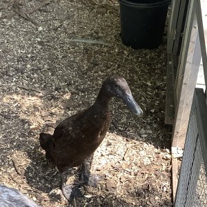 Chocolate, Indian Runner Duck