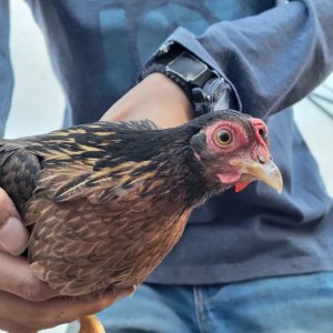 Female Red Jungle Fowl.