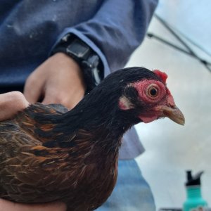 Female Red Jungle Fowl.