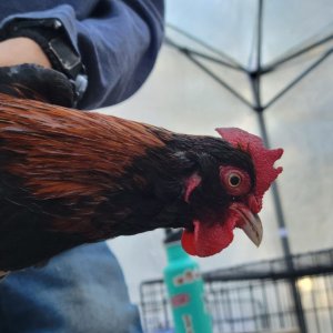 Male Red Jungle Fowl.