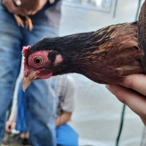 Female Red Jungle Fowl.