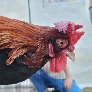 Male Red Jungle Fowl.