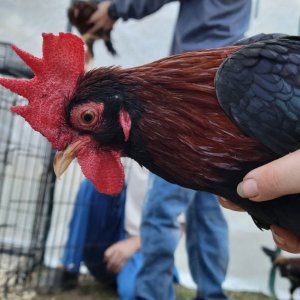 Male Red Jungle Fowl.