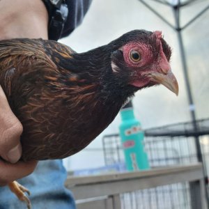 Female Red Jungle Fowl.