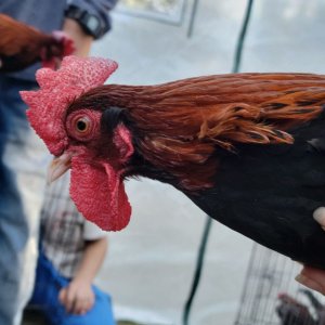 Male Red Jungle Fowl.