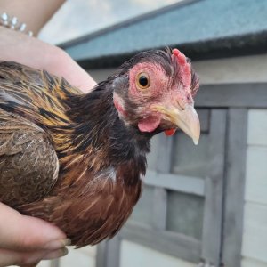 Female Red Jungle Fowl.