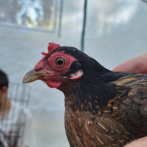 Female Red Jungle Fowl.