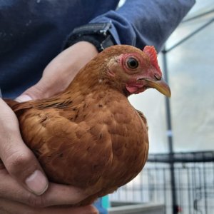 Mixed chicken breed.