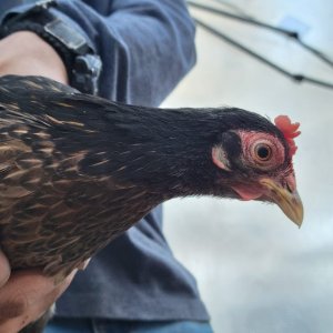 Female Red Jungle Fowl.