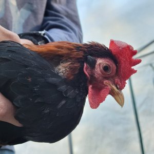 Male Red Jungle Fowl.