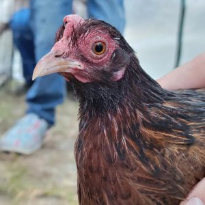 Female Red Jungle Fowl.