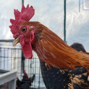 Male Red Jungle Fowl.