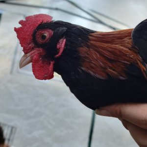 Male Red Jungle Fowl.