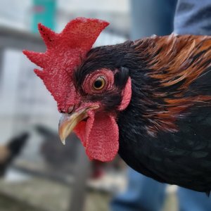 Male Red Jungle Fowl.