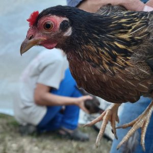 Female Red Jungle Fowl.