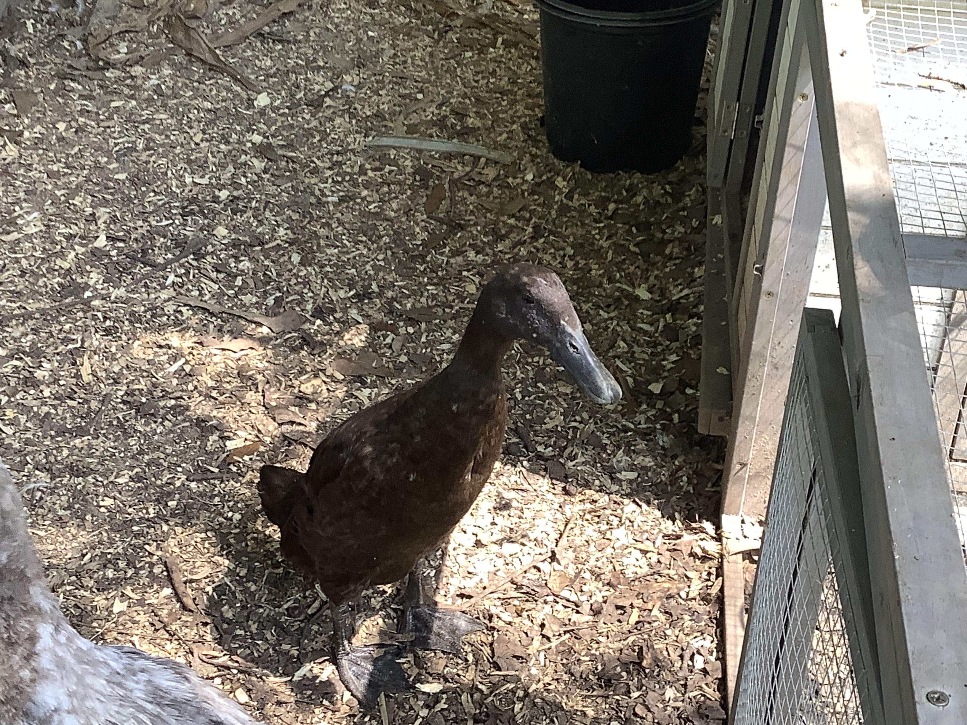Chocolate, Indian Runner Duck