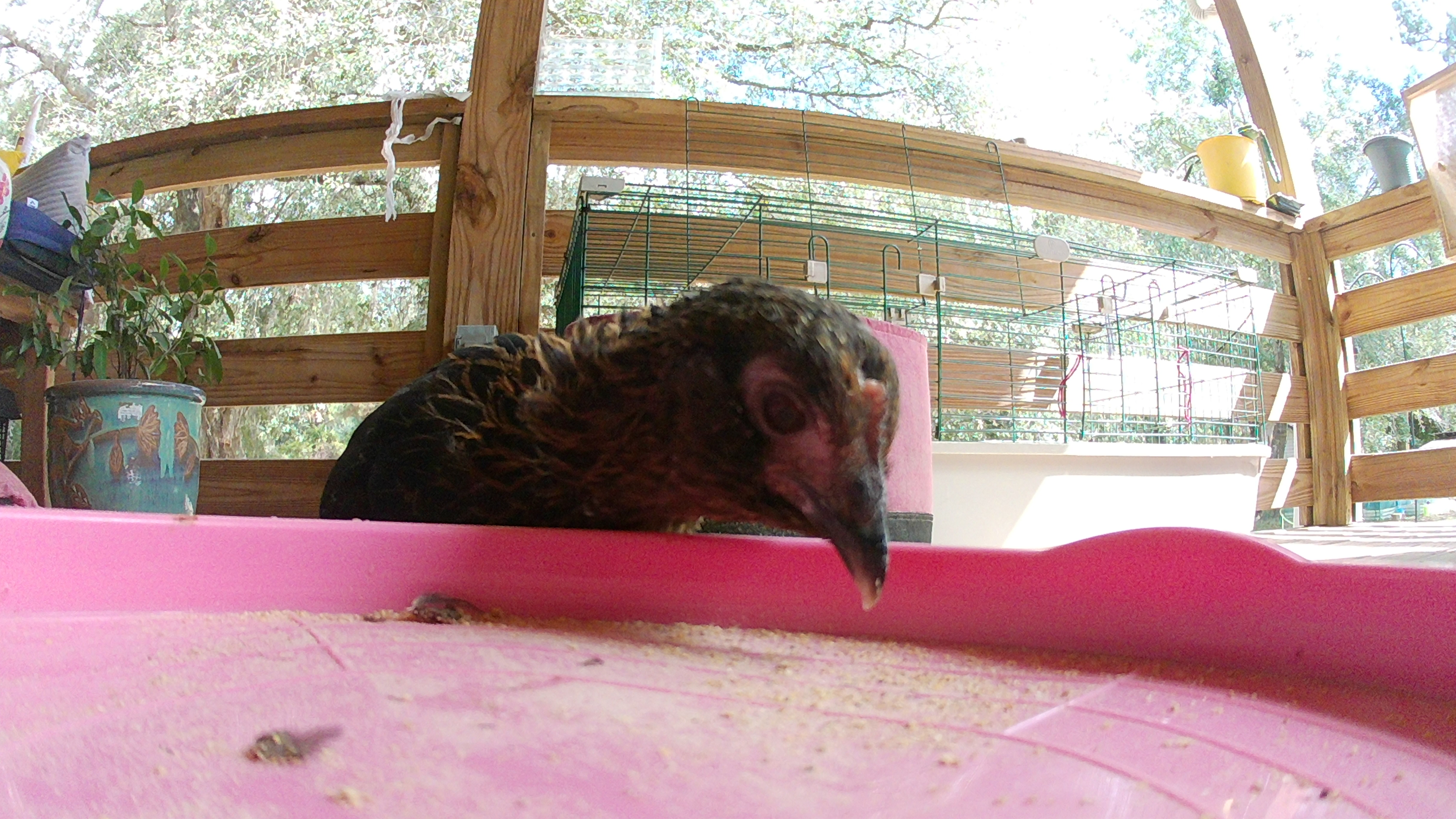 Cute chicken
