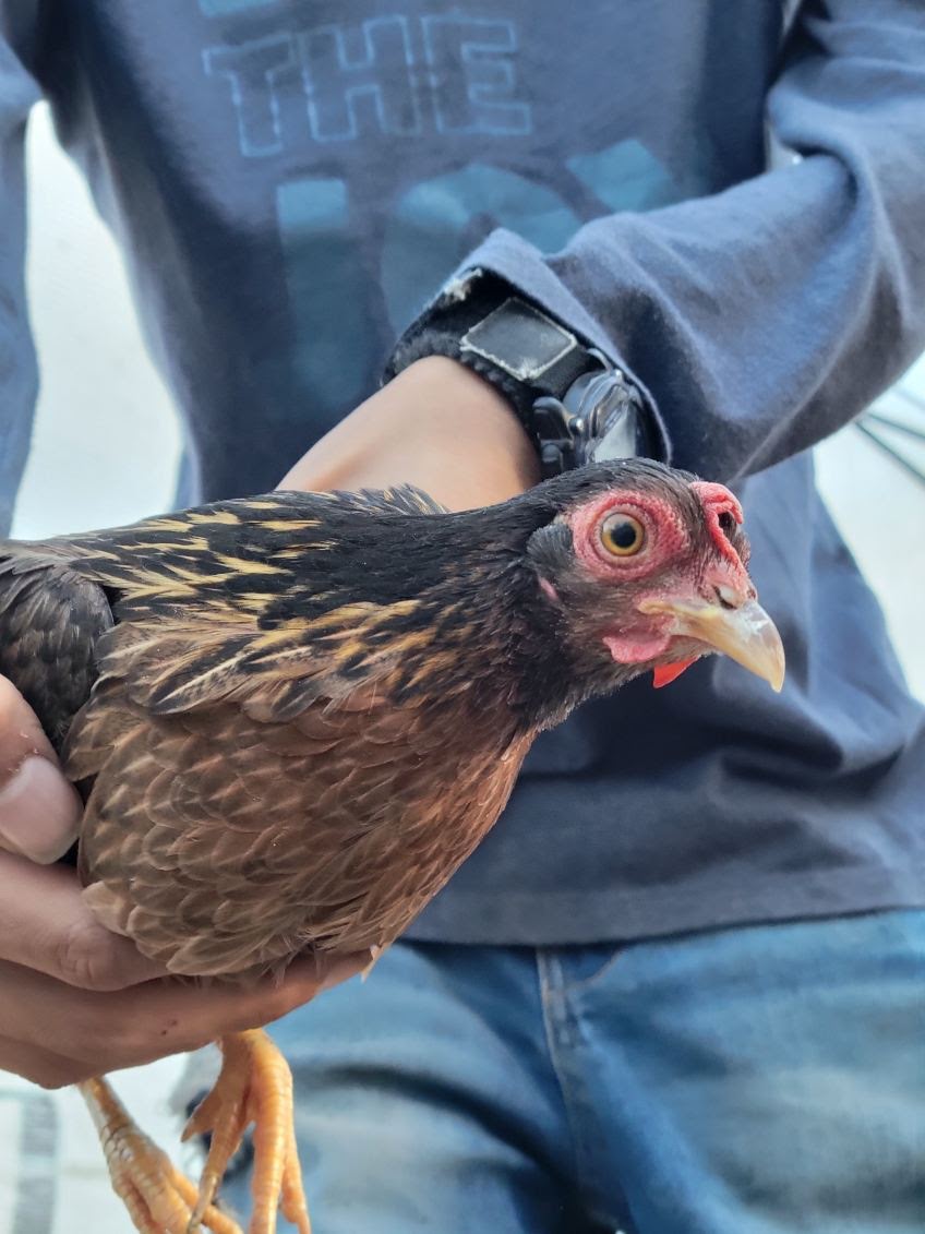 Female Red Jungle Fowl.