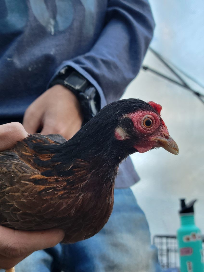 Female Red Jungle Fowl.