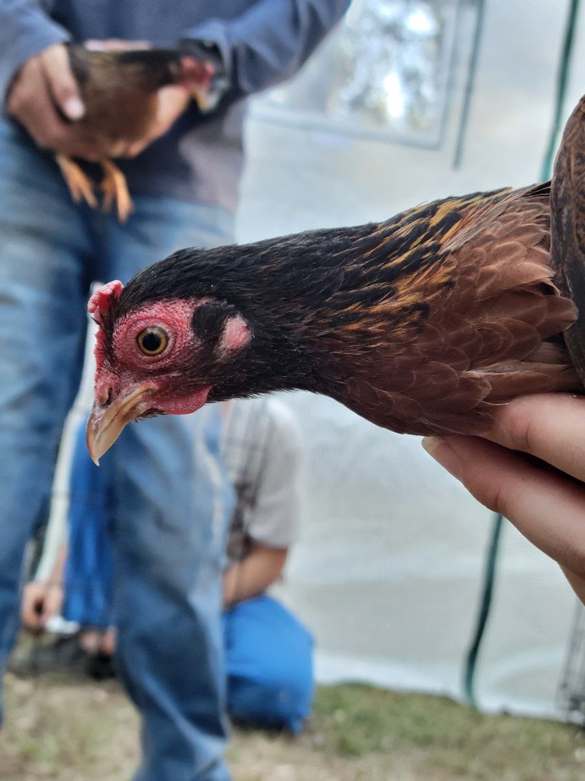 Female Red Jungle Fowl.