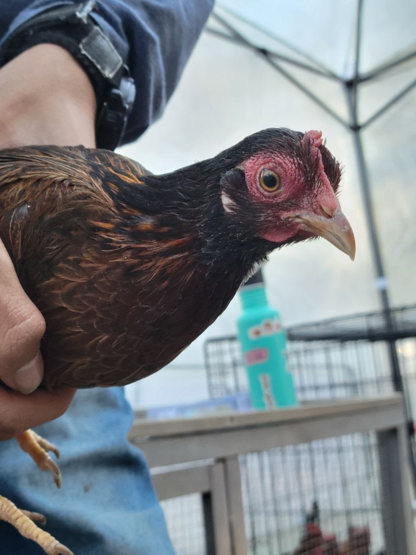 Female Red Jungle Fowl.