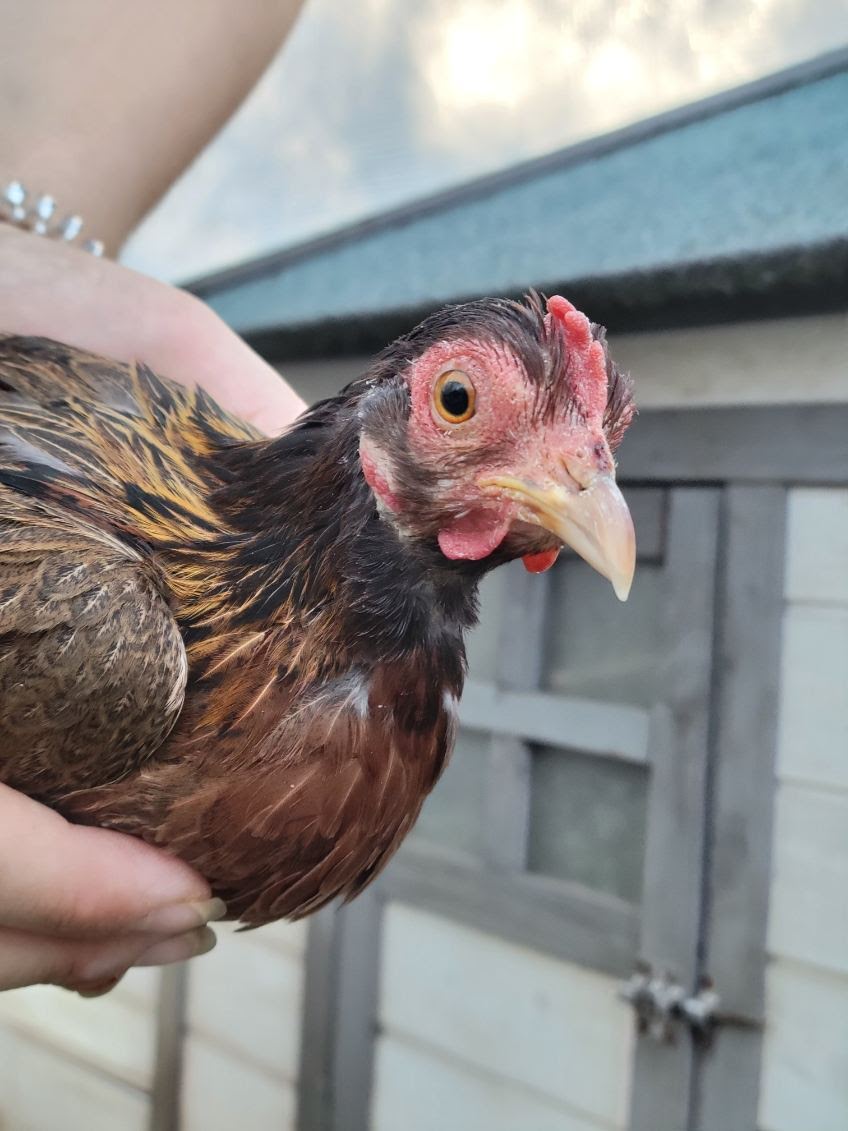 Female Red Jungle Fowl.