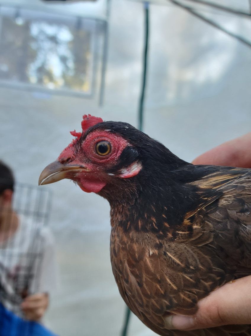 Female Red Jungle Fowl.