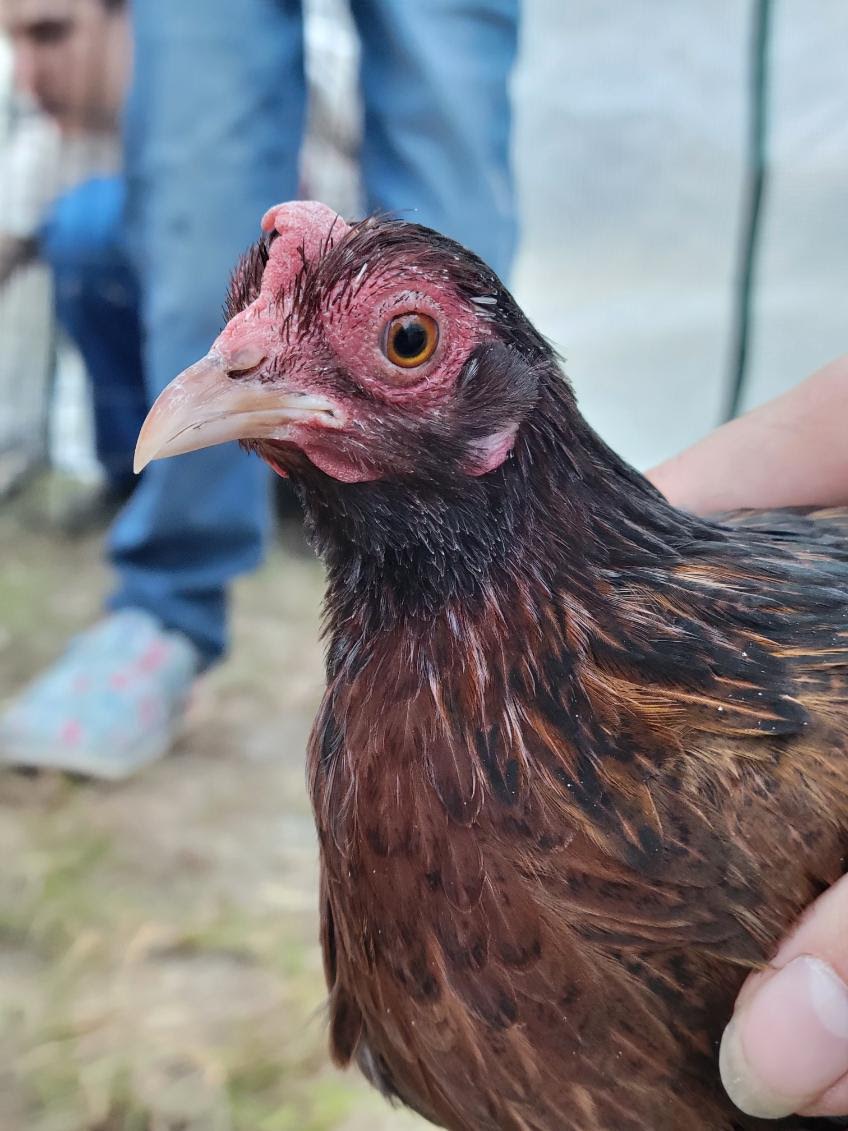 Female Red Jungle Fowl.
