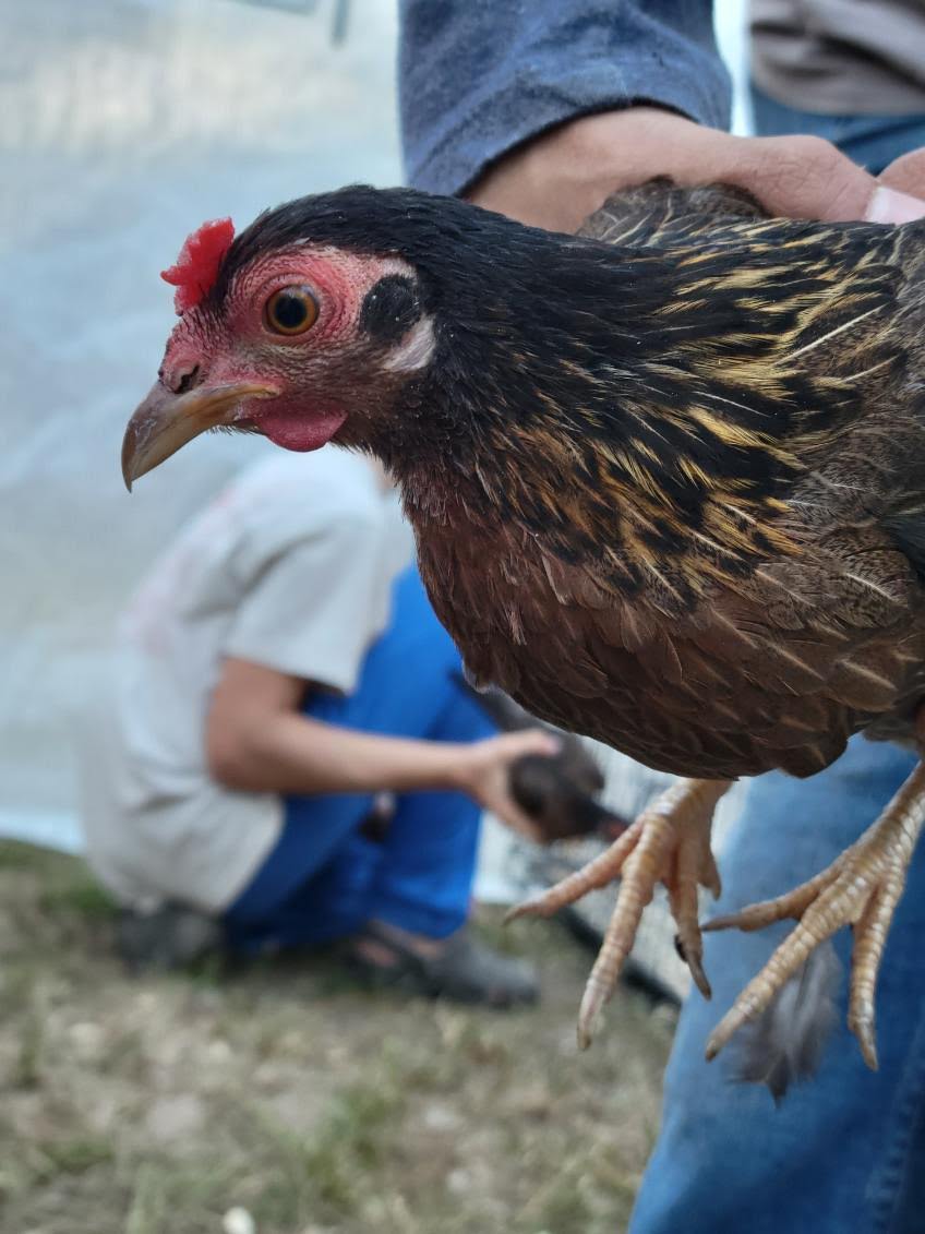 Female Red Jungle Fowl.