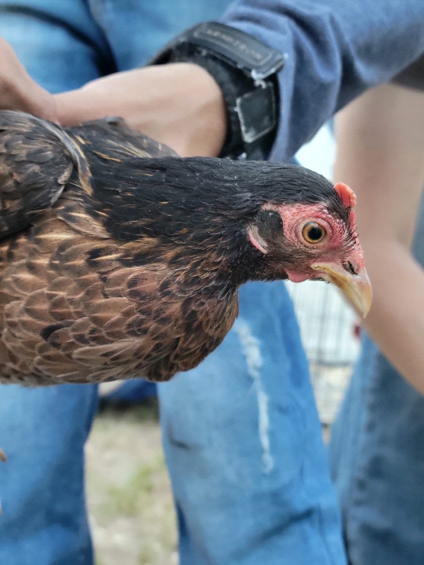 Female Red Jungle Fowl.
