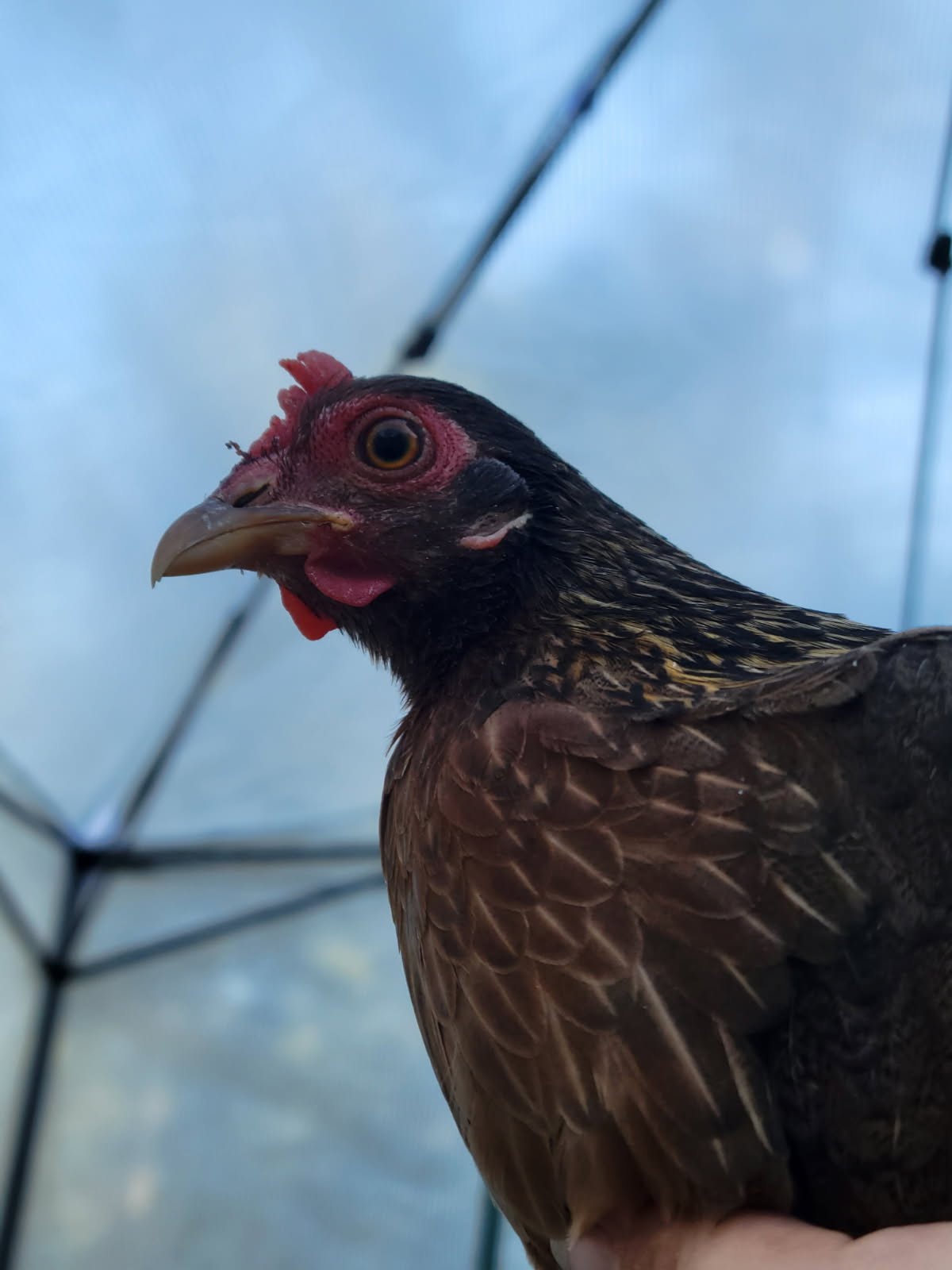 Female Red Jungle Fowl.