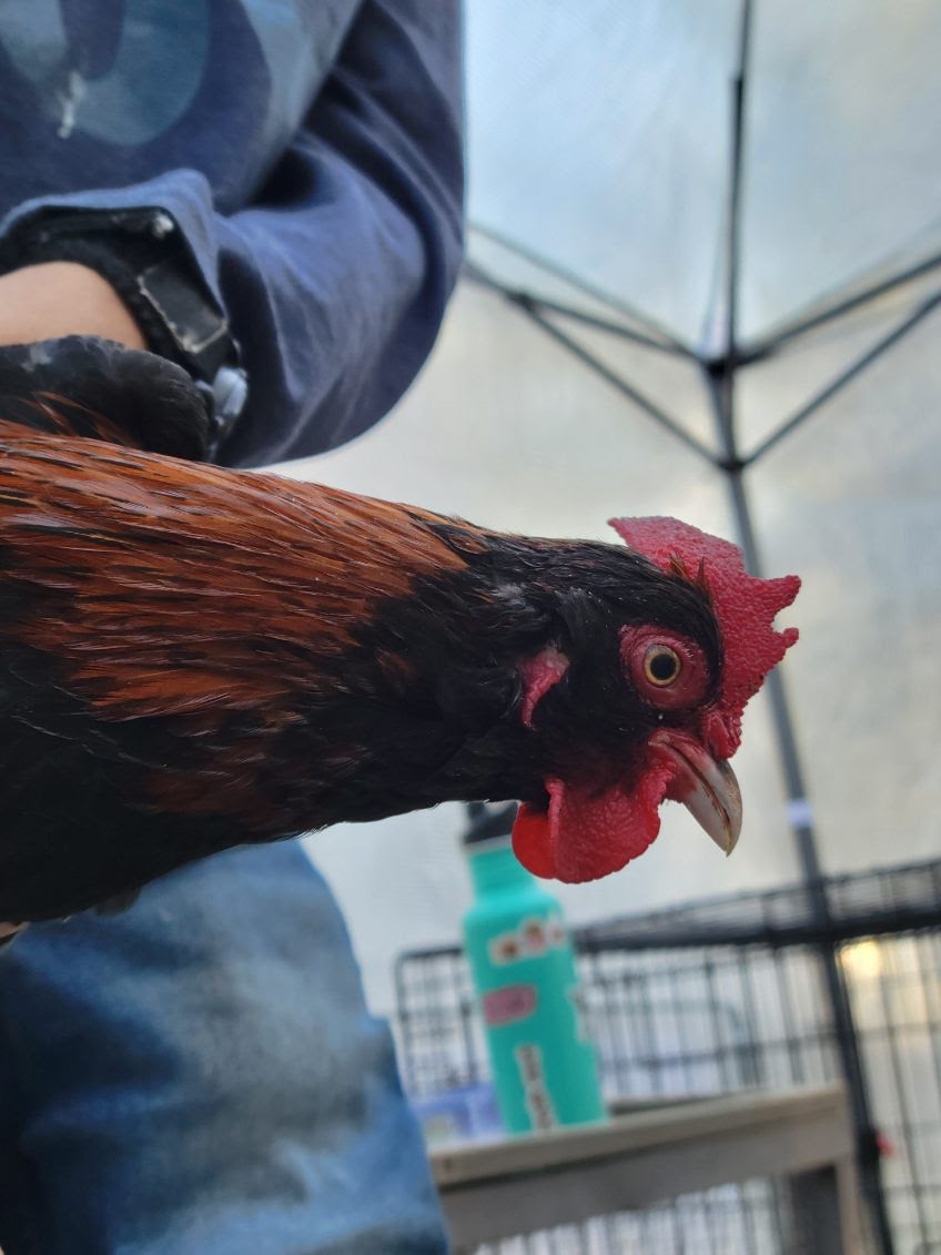 Male Red Jungle Fowl.