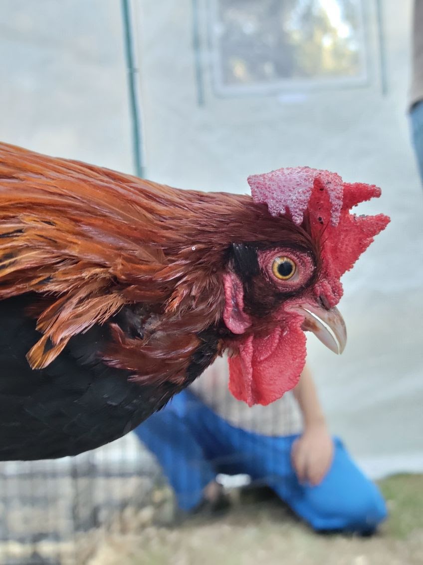Male Red Jungle Fowl.