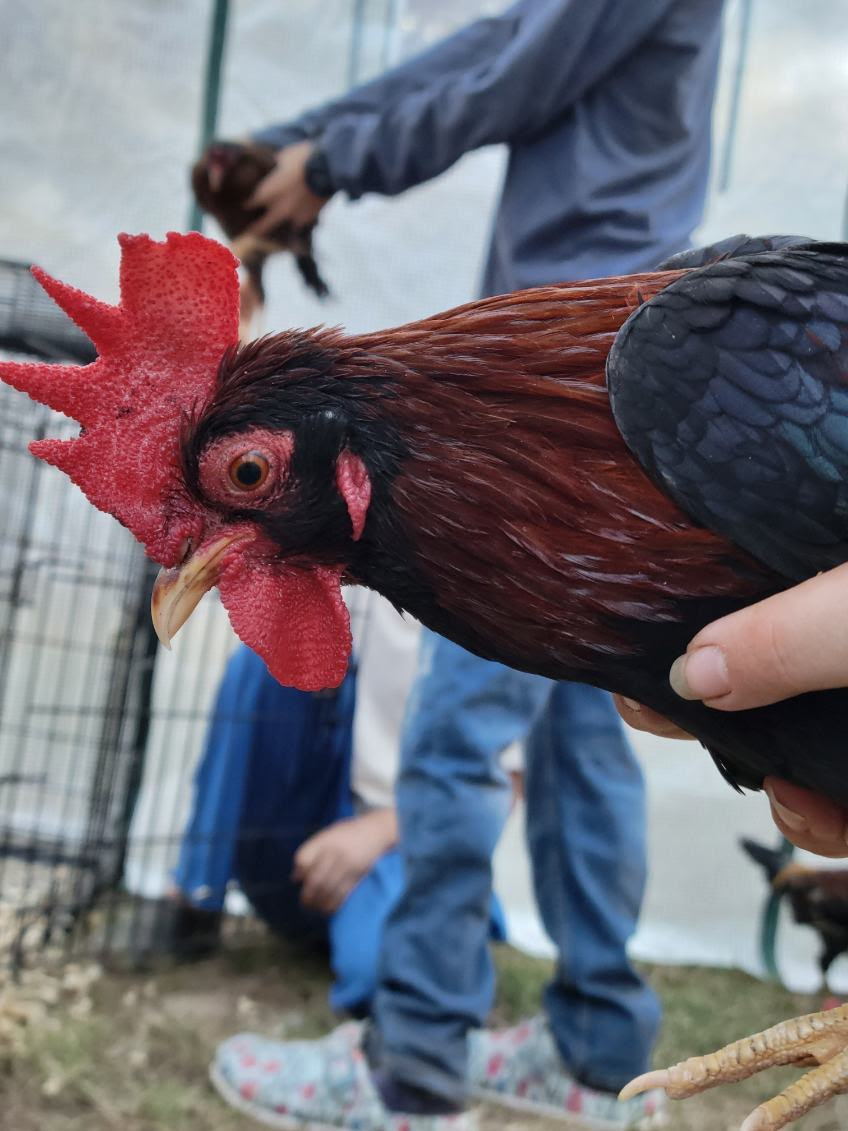 Male Red Jungle Fowl.