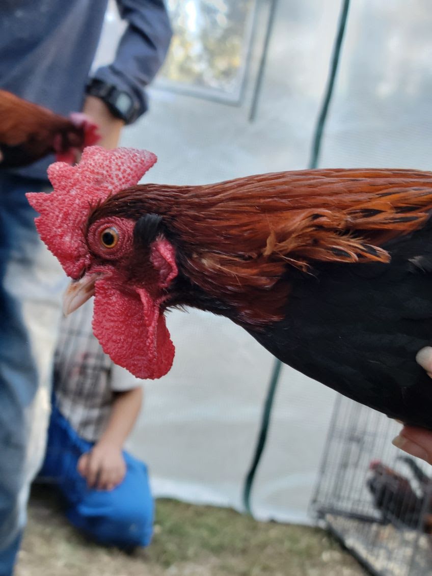 Male Red Jungle Fowl.