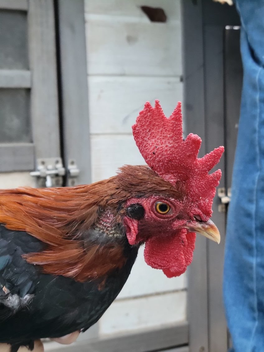 Male Red Jungle Fowl.