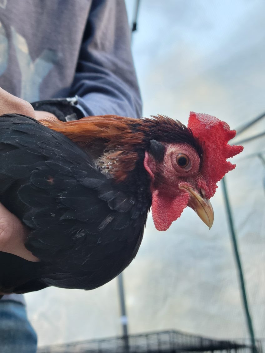 Male Red Jungle Fowl.