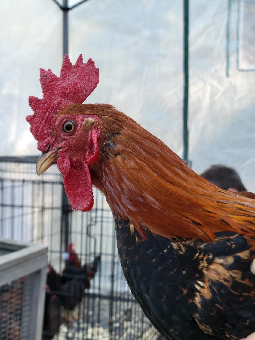 Male Red Jungle Fowl.