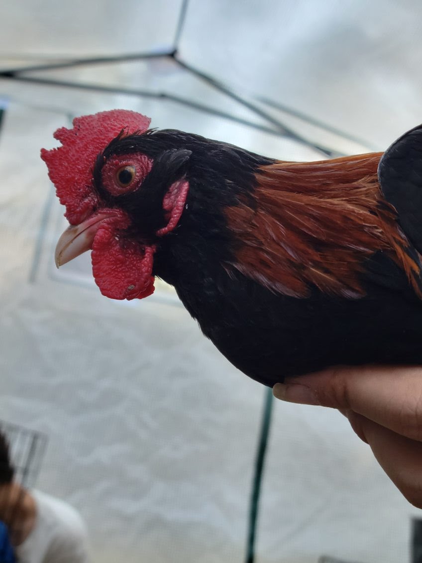 Male Red Jungle Fowl.