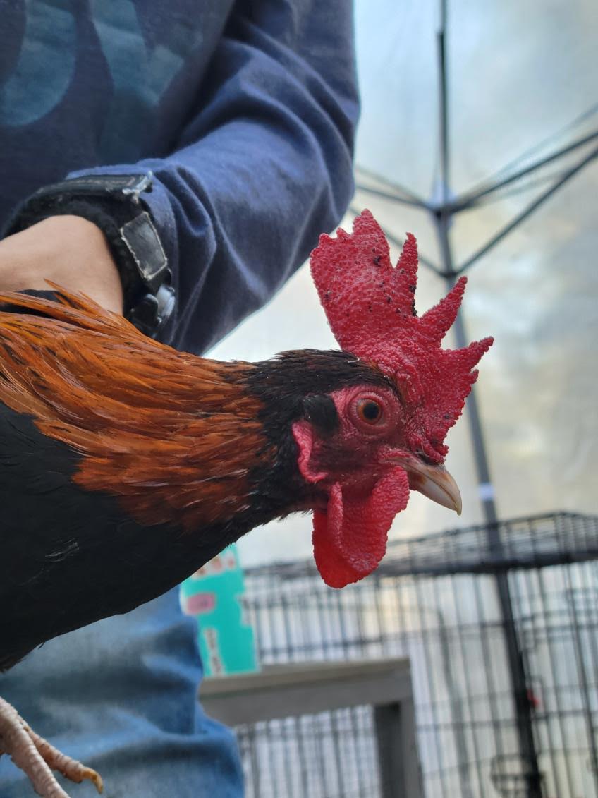 Male Red Jungle Fowl.