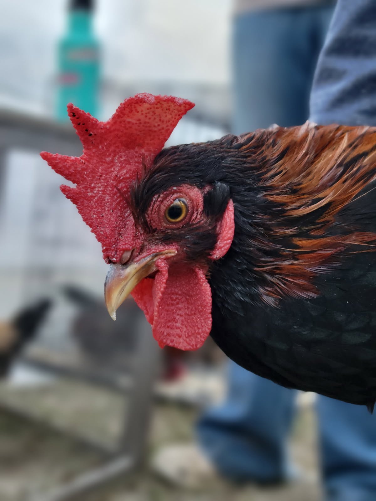Male Red Jungle Fowl.