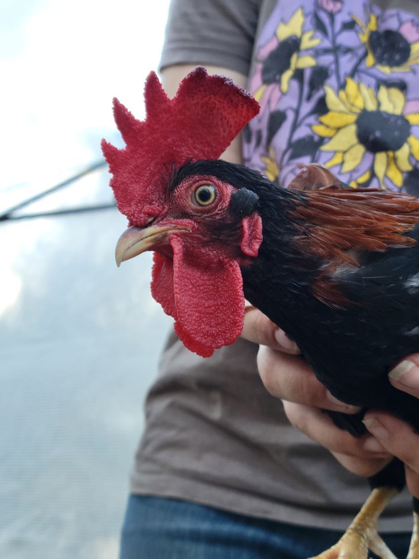 Male Red Jungle Fowl.