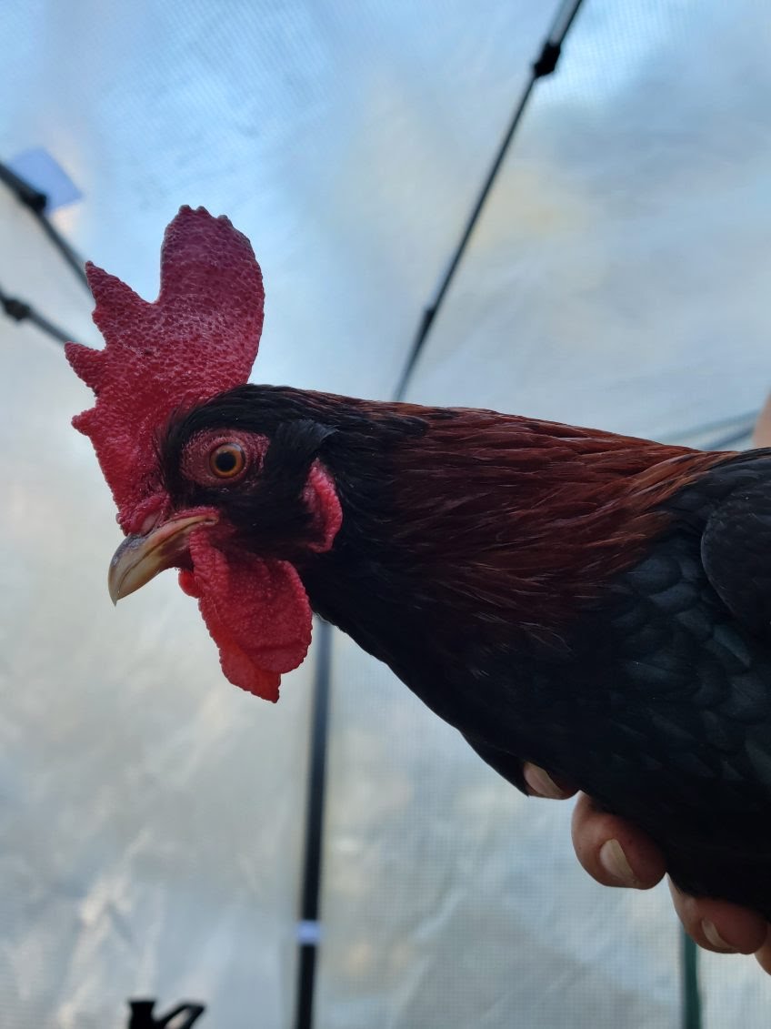 Male Red Jungle Fowl.
